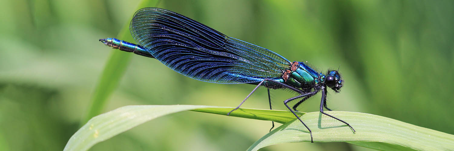 Weidebeekjuffer (Calopteryx splendens)